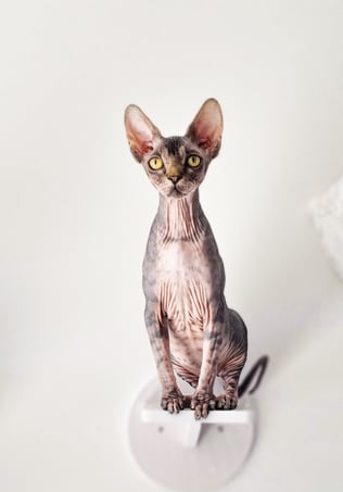 photo d'un chat de race sphynx