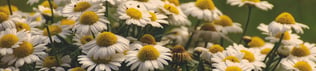 FlowerChamomile 