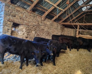 Abordeen Angus en Ardèche 