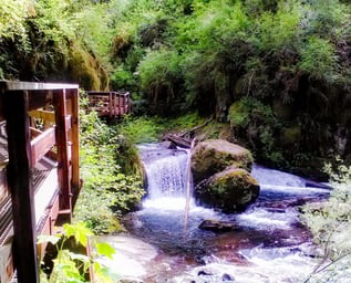 Oregon Coast - Sweet Creek Falls has a few small waterfalls along the trail in Mapleton