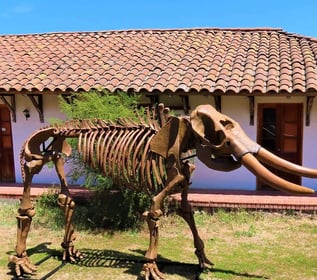 museo San Vicente, arqueología, mastodonte