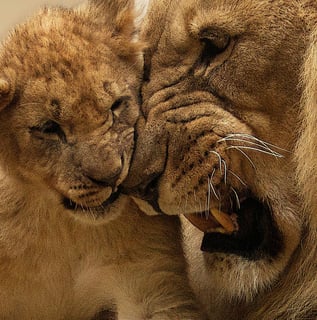 a lion cub cubs playing with each other