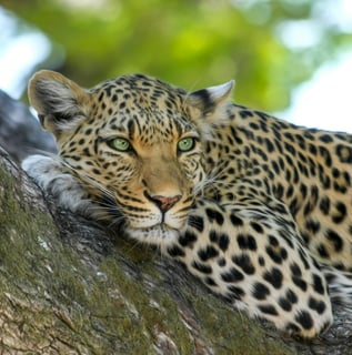 a leopard cubby is resting on a tree branch