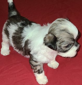 Male Mal-Shi Designer Breed Puppy for sale