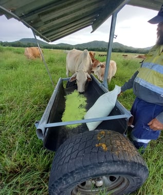 Feeder as part of a trailer.