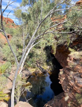 a tree in the middle of a canyon