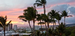 honolulu palm trees