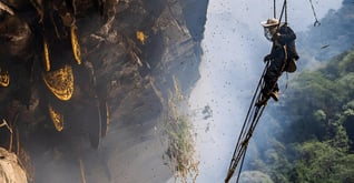 a man is climbing a rope to collect the nilgiris honey from the mountain rock