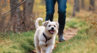 A small fluffy Dog strolling through the Woods on a leash
