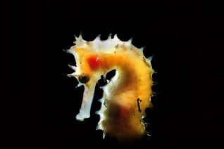 Seahorse tour image