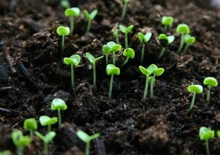 best gardening hacks for better home and garden tricks