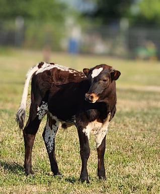 Miniature longhorn bull calf