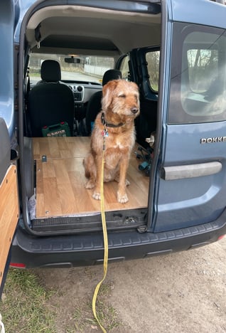 Hund sitzt im Innenraum des Dacia Dokker Campers und blickt neugierig nach draußen – bereit für das