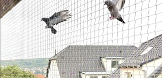 Bird Netting_25/03/25