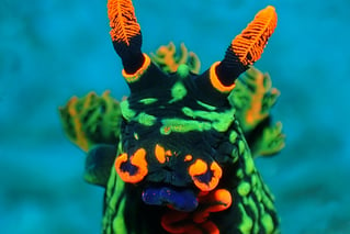 Nudibranch tour image