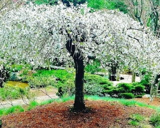 Oregon Coast -Coos Bay Mingus Park, white flowering tree by the Japanese gardens