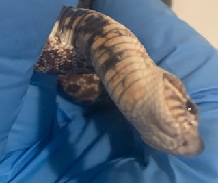 Hognose taking a hard left turn