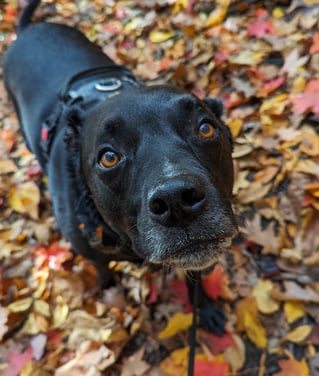 cute dog named Stormy
