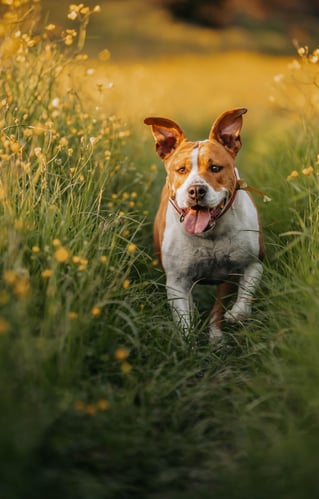 cane-che-corre-tra-i-fiori-gialli