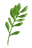 a green leafy plant with a single leaf
