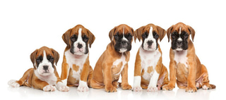 Boxer puppies, Boxer Puppies For sale, Boxer puppies near me, Boxer breeders near me logo