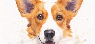zoom sur une aquarelle de chien corgi