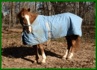 horse blanket