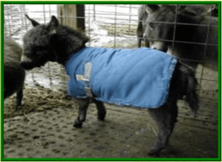 pony blanket