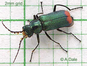 Common malachite beetle