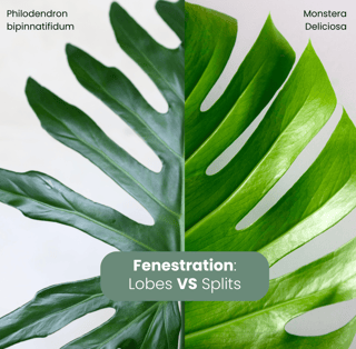 Guide to fenestrated leaves: splits vs lobes
