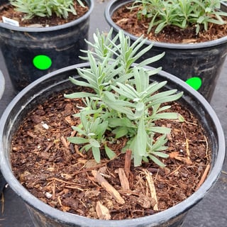 Munstead lavender