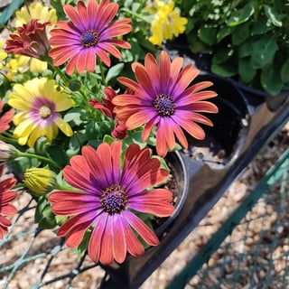 Osteospermum