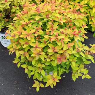 Spirea