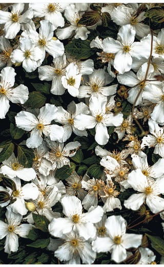 flowers and leaves in a painterly manner