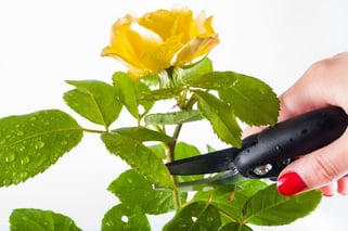 Poda de roseira