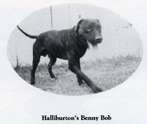 HALLIBURTONS BENNY BOB APBT PIT BULL MATCH