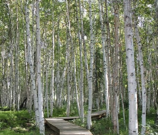 Fairbanks, AK - The white bark of the Birch Tree is a wonder of Alaska