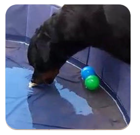 a dog is playing with a ball in a pool