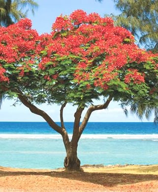 arbre flamboyant