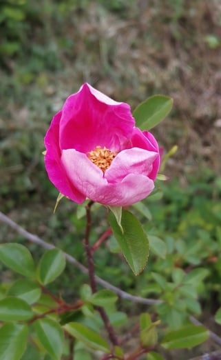 fiore che sboccia come il cuore che si apre all'ascolto