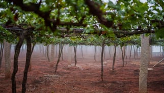 grape vines, vineyard