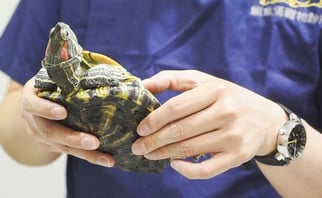 港島東小動物及珍禽異獸醫療中心