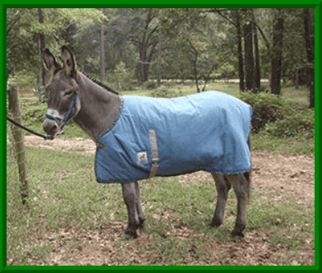donkey blanket