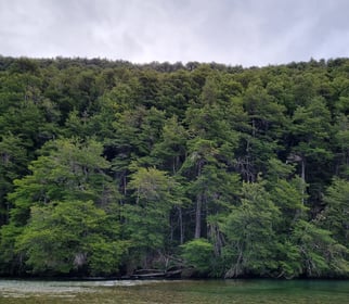 Bosque patagónico