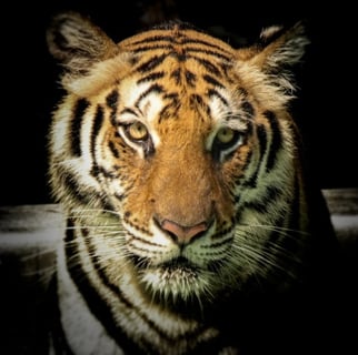 Jungle Safari Jaipur