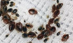 Bed bug_25/03/25