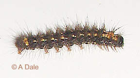 Dingy Footman larva