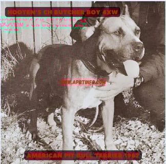 APBT HOOTEN'S CH "BUTCHER BOY" (4XW) GAMEDOG