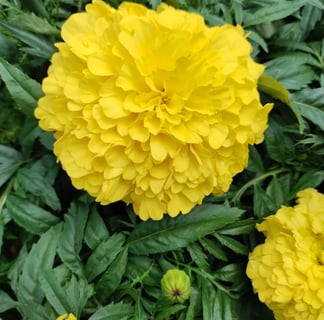 Inca marigolds
