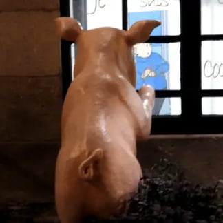Cochon regarde ar la fenêtre.